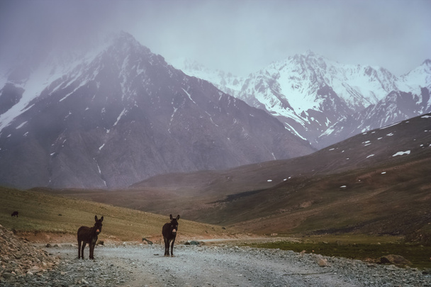 Des ânes de montagne sur la route
 - Photo, image
