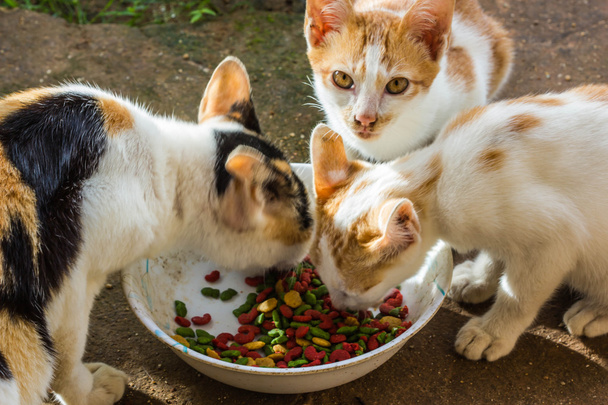 cat eat food grain - Photo, Image