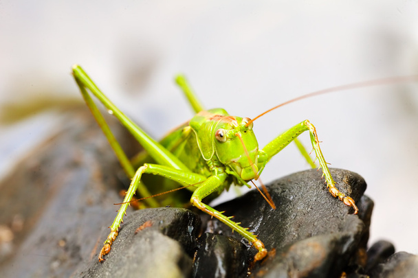 Closeup of a green grasshopper on black pebbles; note shallow depth of field - Photo, Image