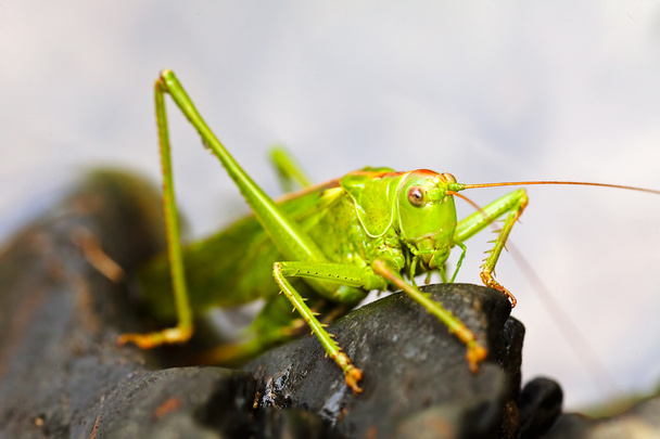 Green grasshopper sitting on black gravel; note shallow depth of field - Photo, Image