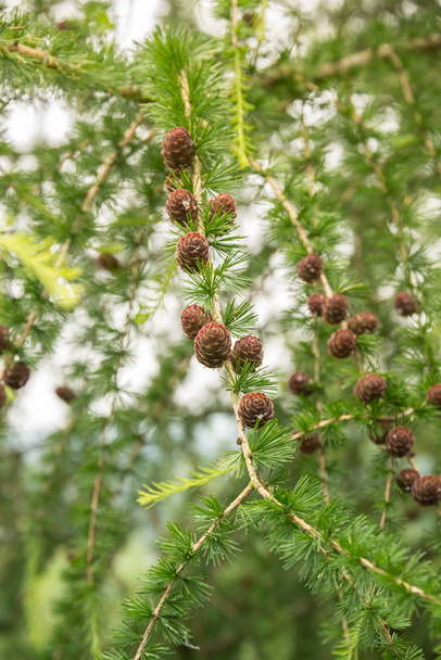 Larch tree with pine cones in the summer  - Photo, Image