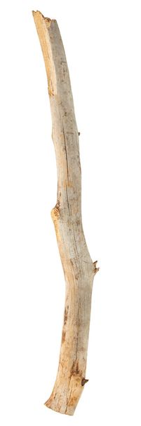 Tree stick on white  - Photo, Image