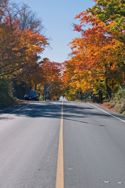 Colorful autumn trees - Фото, изображение