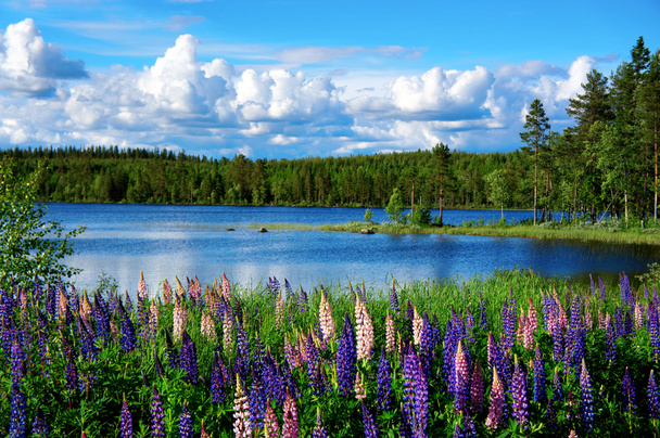 Scandinavian summer landscape - Photo, Image