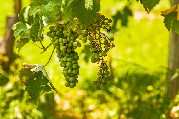 dried vine grapes attacked by mildew - Valokuva, kuva