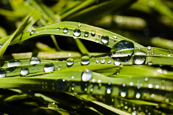 Wet blades of grass - Valokuva, kuva