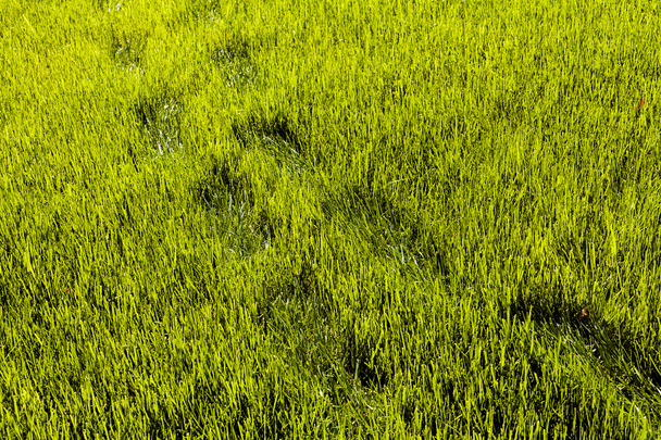 Footprints on beautiful green lawn - Photo, Image