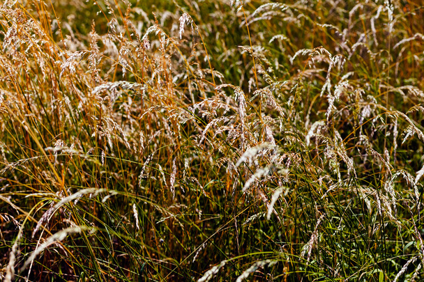 Panículas de hierba seca en el campo
  - Foto, Imagen