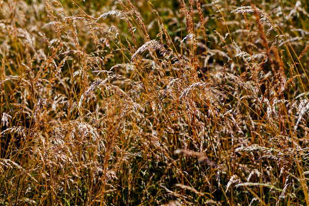 秋の黄色草の閉鎖 - 写真・画像