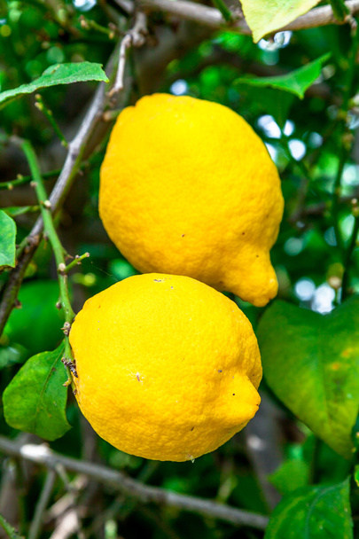 желтые лимоны на дереве - Фото, изображение