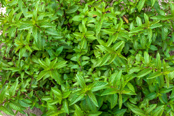 Groene pepermunt bladeren - Foto, afbeelding
