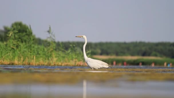 egret walking in shallow water - Footage, Video