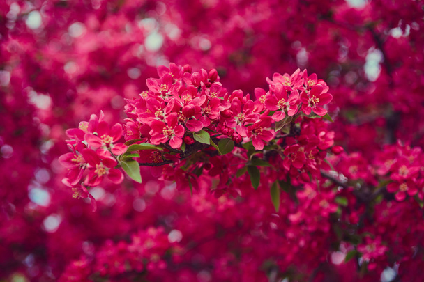 Gałęzie drzewa kwitnące - Zdjęcie, obraz