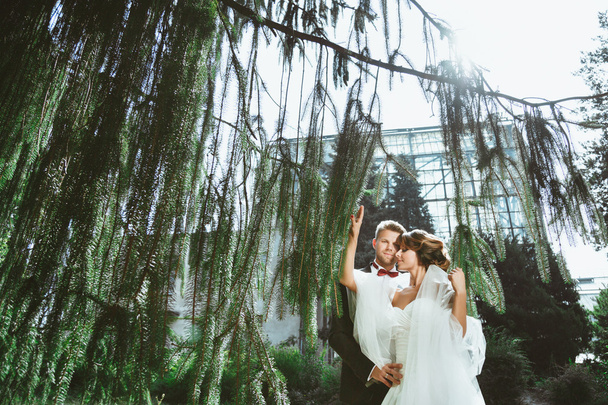 Sposa e sposo in piedi sotto il pino
 - Foto, immagini
