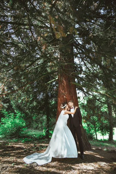 Weds stojący w lesie sosnowym - Zdjęcie, obraz