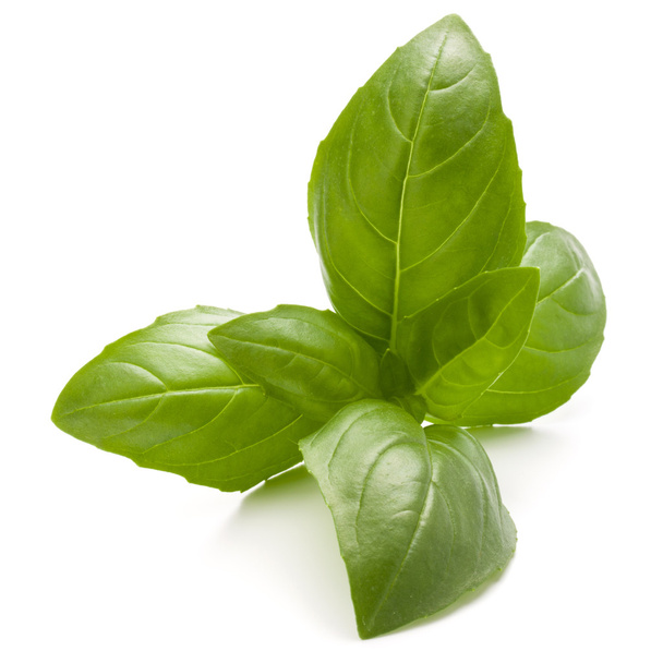 Sweet basil herb leaves - Фото, изображение