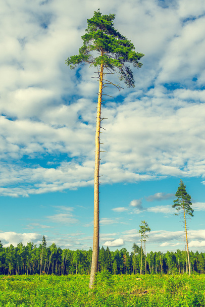 Tall old pine trees. - Фото, изображение