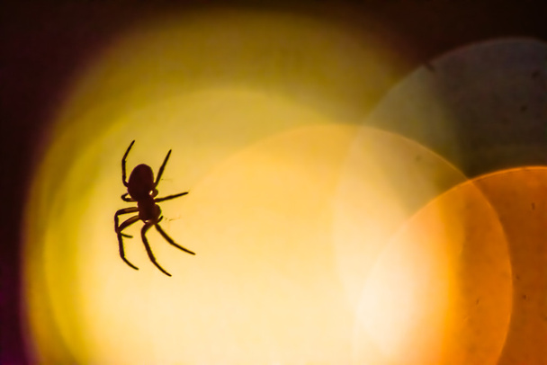 Spider silhouetted against a bokeh of lights - Foto, Bild