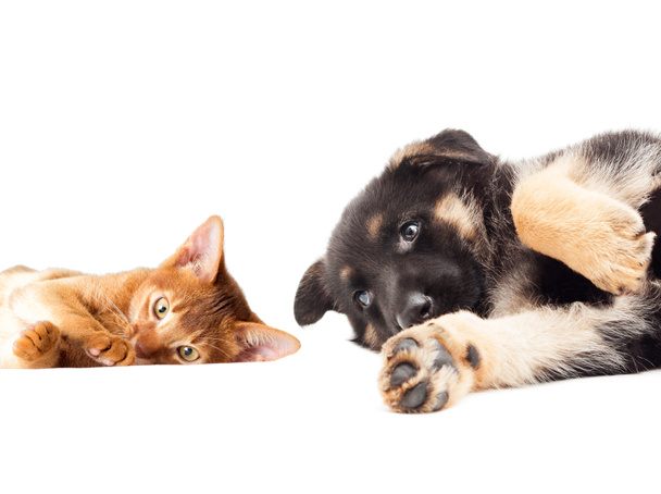 yavru kedi ve köpek yavrusu yalan ve göz - Fotoğraf, Görsel