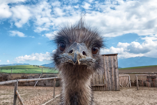 Jovem avestruz curiosa
 - Foto, Imagem