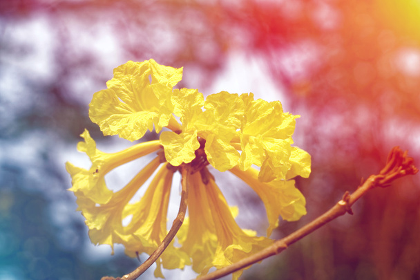Yellow Tabebuia Chrysantha Flower on trumpet tree - Photo, Image
