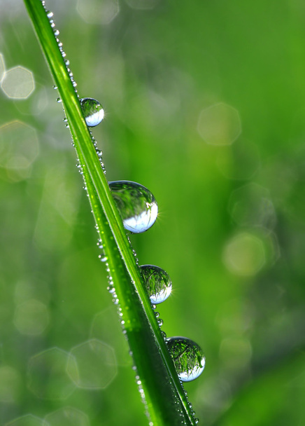 Dew drops - Φωτογραφία, εικόνα