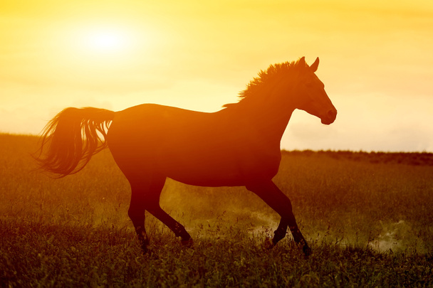 Pferd im Sonnenuntergang - Foto, Bild