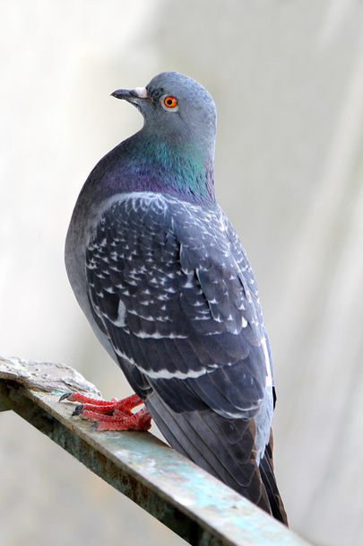 eine graue Taube - Foto, Bild