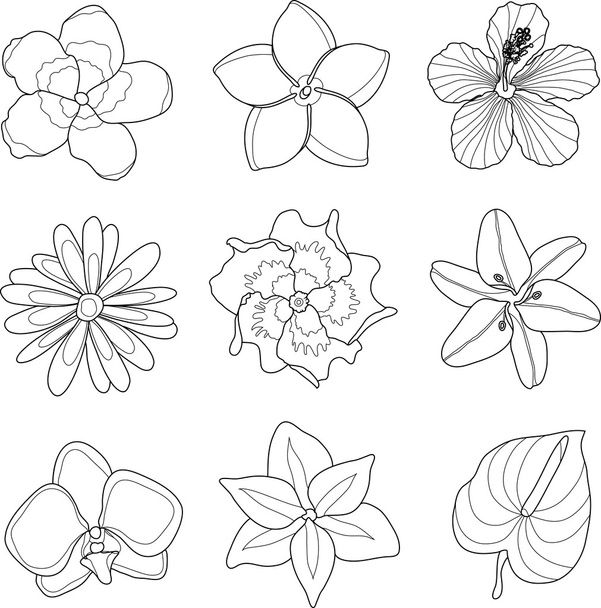 Vector illustration of tropical flowers set - Vettoriali, immagini