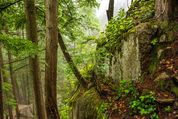 Lush Rainforest in British Columbia - Photo, Image
