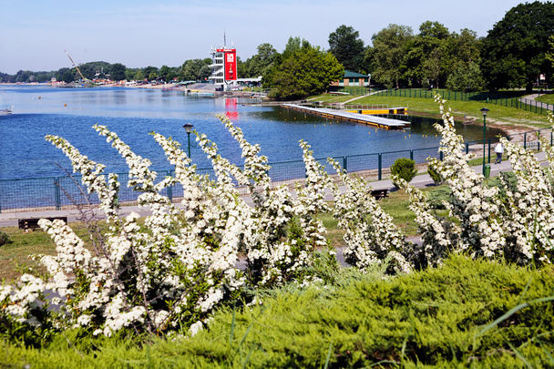 white flowers and green grass on the lake shore - Photo, Image