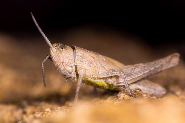 Field grasshopper (Chorthippus brunneus) brown form preening antennae - Photo, Image
