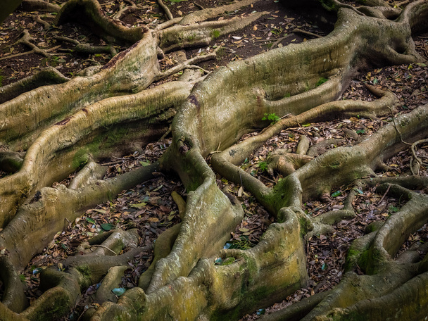 巨大な木の根 - 写真・画像