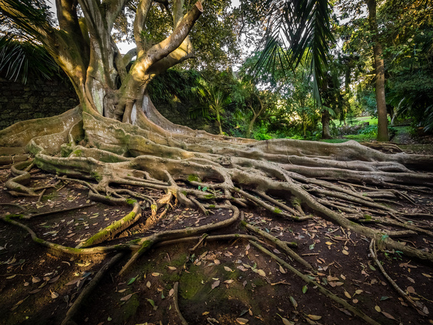 Enormous fig tree roots - Photo, image
