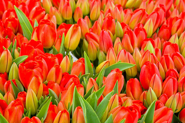 Lindas flores de tulipa
 - Foto, Imagem
