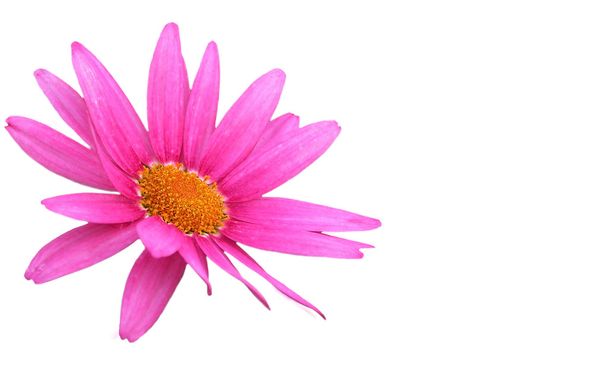 Фиолетовый цветок маргаритки изолирован на белом
 - Фото, изображение