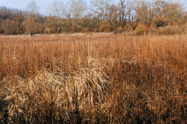 hierba seca en otoño, nota poca profundidad de campo
 - Foto, imagen