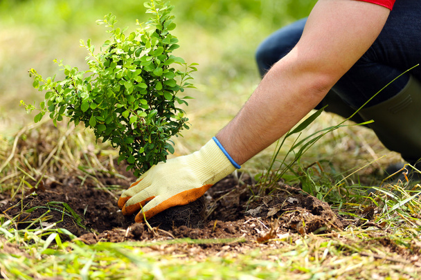 Man planting tree - Foto, immagini