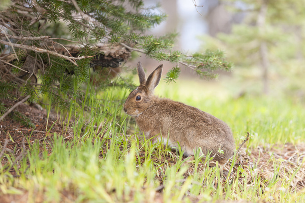 Cute snowshoe hare feeding on grass. - Photo, Image