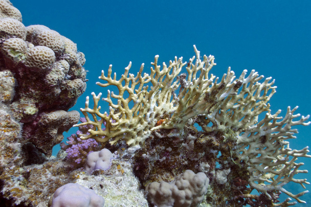 Koralliriutta kovilla koralleilla
 - Valokuva, kuva