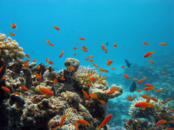 Коралловый риф с экзотическими рыбами
 - Фото, изображение