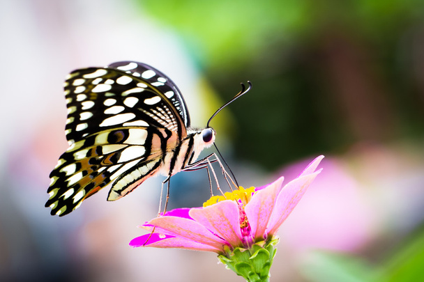 Butterfly perched on a flower - Photo, Image