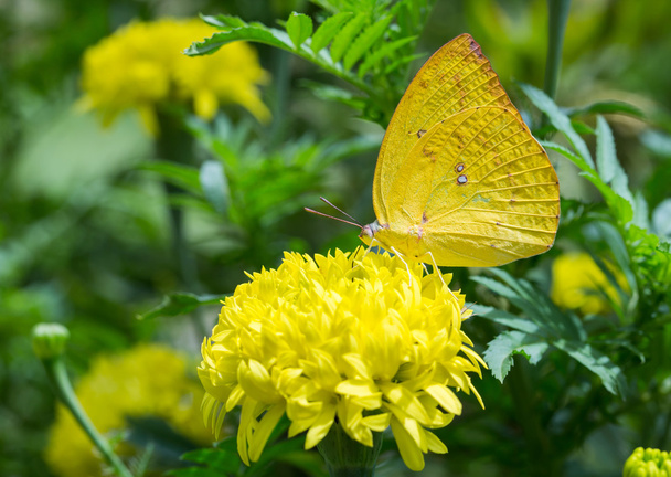 Bir çiçeğe tünemiş kelebek - Fotoğraf, Görsel
