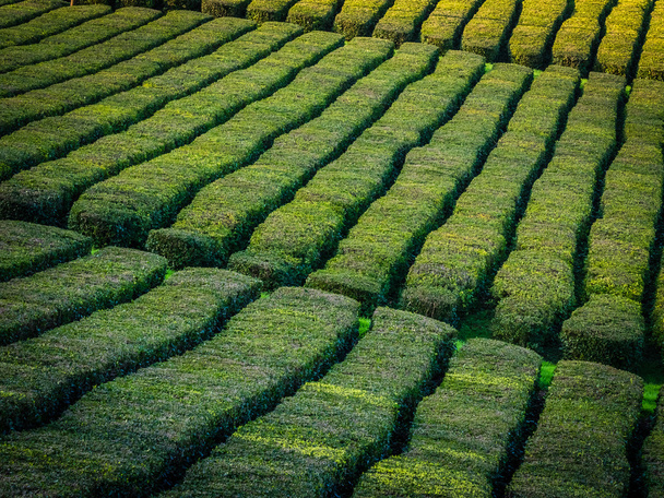 plantation de thé sur Sao Miguel, Açores
 - Photo, image