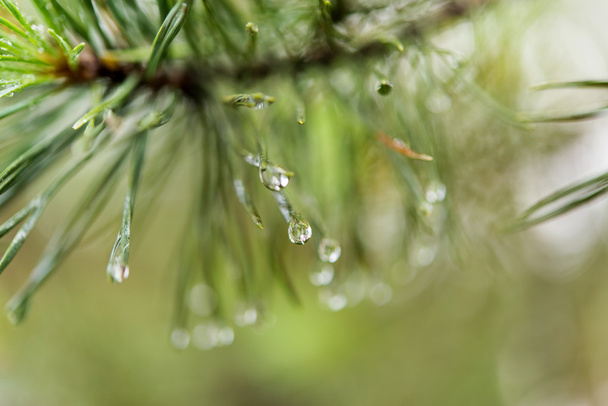 gotas de lluvia en una rama de pino de cerca
 - Foto, imagen