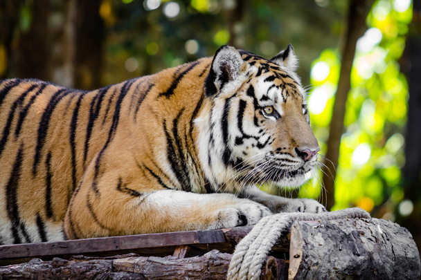 close up Bengal Tiger - Zdjęcie, obraz