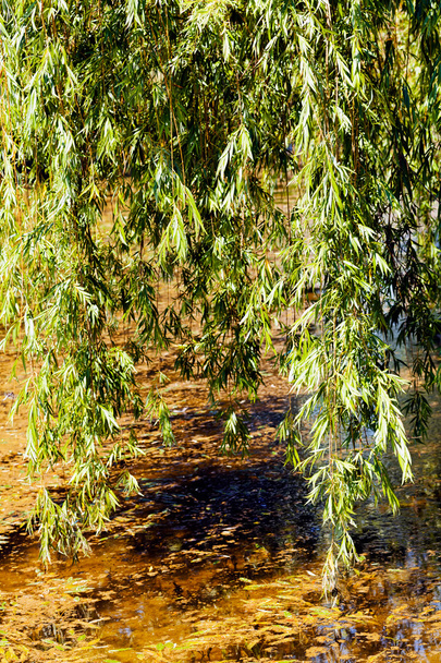 "Itkevä paju "veden yllä, huomaa matala syvyys kentän
 - Valokuva, kuva