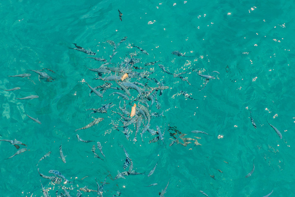 Cardúmenes de peces en el agua
 - Foto, imagen