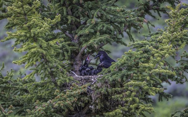 Mãe corvo e seus filhos no pinheiro
 - Foto, Imagem