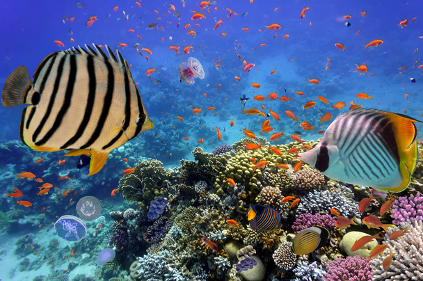 Korallenriff mit Feuerkorallen und exotischen Fischen am Grund des Meeresbodens - Foto, Bild